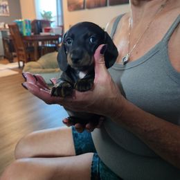 Little bit - Black and tan female Dachshund puppy in Sacramento, California from Cathy's Dachshunds