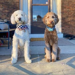Goldendoodle All Grown Up from Lavender Field Doodles