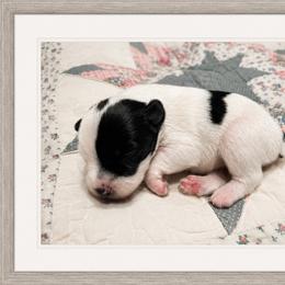 Toby - Parti male Miniature Schnauzer puppy in Summerfield, Florida from M & M Schnauzers
