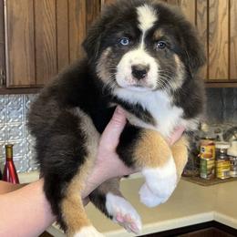Girl 6 - Black tri-color Australian Shepherd puppy in Gowen, Michigan from XA AUSTRALIAN SHEPHERDS