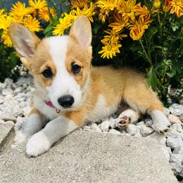 Christina Koch - Red and white female American Corgi puppy in Cocoa, Florida from Cascadian Space Coast Corgis LLC