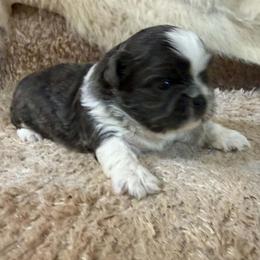 Blue and white boy - male Shihpoo puppy in Newark, Ohio from Gemini Kennels