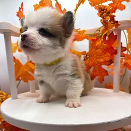 Yellow Collar - Red male Pembroke Welsh Corgi puppy in Abingdon, Virginia from Em-K Kennels