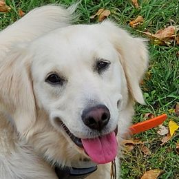 Frost - Golden Retriever
