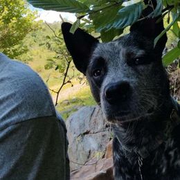 Rudy - Australian Cattle Dog