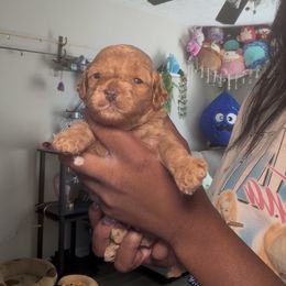 Gojo - Brown and white male Cockapoo puppy in Marietta, Georgia from PupsofPepper