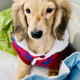 Dachshund Puppies from STORIED DOXIES