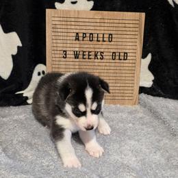 Apollo - Black and white male Siberian Husky puppy in Brunswick, Ohio from Blue Star Siberians