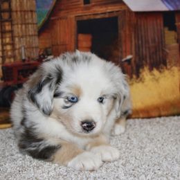 Willow Ivy - Blue merle female Miniature Australian Shepherd puppy in Ronan, Montana from Dirt Road Aussie’s of Montana