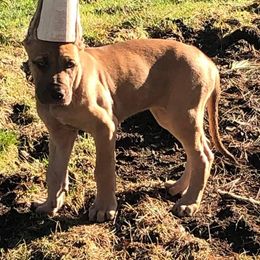 Great Dane Puppies from F&B Kennels