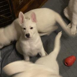 Boy 2 - White male German Shepherd puppy in Camarillo, California from Robert's White German Shepherds
