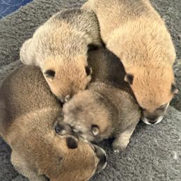 Shiba Inu puppies from Crescent Moon Shibas