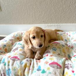 Minnie - Cream female Dachshund puppy in Molino, Florida from Dooney's Dachshunds