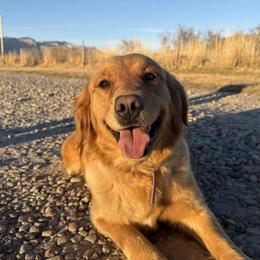 Ruby - Golden Retriever