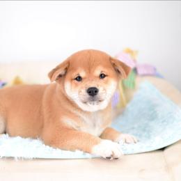 Midnight -OFA HEALTH TESTED- - Red male Shiba Inu puppy in Neosho, Missouri from Kenny Cave K9s
