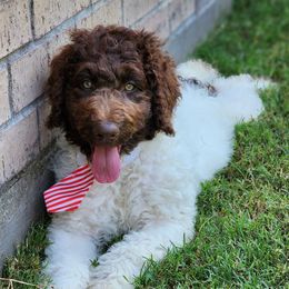 Australian Labradoodles from Doodles Kennel