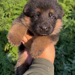 Elton - Black and red male German Shepherd puppy in Youngsville, North Carolina from Di casa Esperanza
