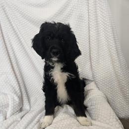 Brownie - Tri-color male Bernedoodle puppy in Brigham City, Utah from Prairie Rose Doodles