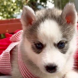 Mila - Black tan and white female Siberian Husky puppy in Atlanta, Georgia from Lobban Huskies