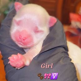 Diamond Pearl - White female Maltese puppy in Eastpointe, Michigan from TLC Kennels TenderLittleCuties