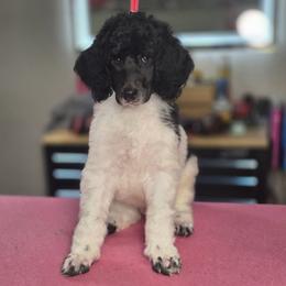 Alastor - Parti male Poodle puppy in Blue Ridge, Georgia from Beltane Standard Poodles