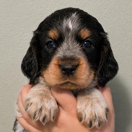 Shenanigans aka Nanny - Tri-Roan female English Springer Spaniel puppy in Fort White, Florida from Thunderbird Springers