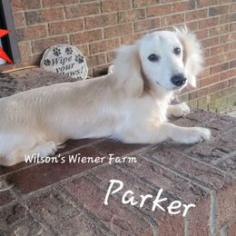Parker - Dachshund