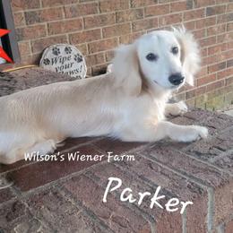 Parker - Dachshund