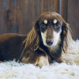 Dublin - Dachshund