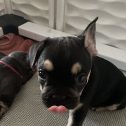 French Bulldogs from Fairhopeˋs Golden Bullz