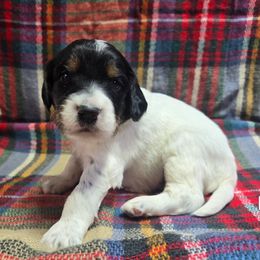 Boy 1 - Blue belton and tan (tri-color) male English Setter puppy in Potosi, Wisconsin from Point and Flush Gun Dogs