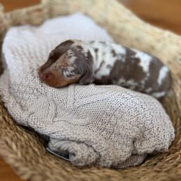Benny - Dapple male Dachshund puppy in Excel, Alabama from CJ’s Little Palace