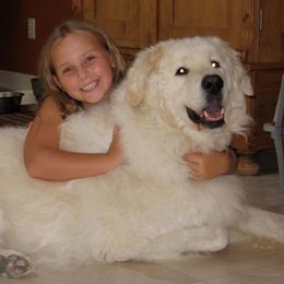 Kuvasz and Pumi All Grown Up from Ederra (Kuvasz and Pumi)