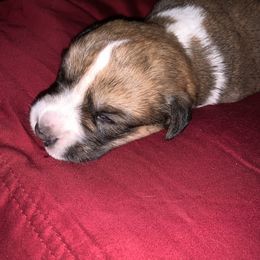 Cardigan Welsh Corgi Puppies from Luxe Cardigan Welsh Corgis