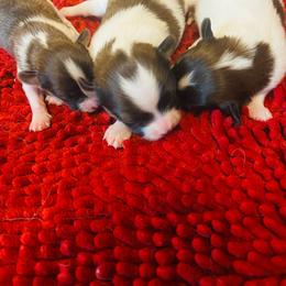 Not named - White and sable male Papillon puppy in Derry, New Hampshire from A Circle Of Love Papillons
