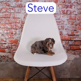 Steve - Blue merle male Bernedoodle puppy in Calhoun, Georgia from Happy Top Doodles