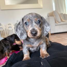 Creme - Dapple male Dachshund puppy in San Diego, California from Dachshunters