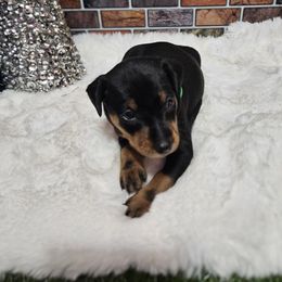 Milo - Black and tan male Miniature Pinscher puppy in Baton Rouge, Louisiana from Pike's Pups