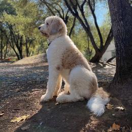 Harriett - Saint Berdoodle