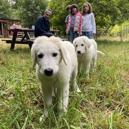 Ripley - White female Maremma Sheepdog puppy in Kings County, California from Prancing Pony Farm Maremma Sheepdogs