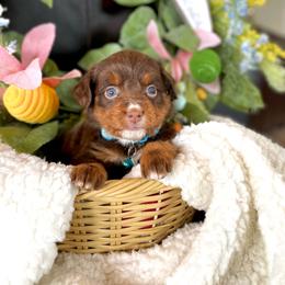 Matangi - Chocolate female Assorted Doodle Crosses puppy in Randolph, Utah from Dry Canyon Pups