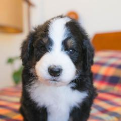 Sprout - male Australian Mountain Doodle puppy in Lafayette, Missouri from Brick House Farm Doodles
