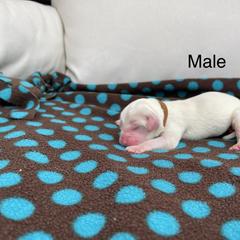 Double Doodle Puppies from Kirkham Doods