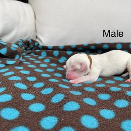 Double Doodle Puppies from Kirkham Doods