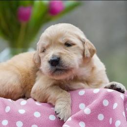 Blossom - Golden female Golden Retriever puppy in Saint Joe, Indiana from Golden Acres Farm