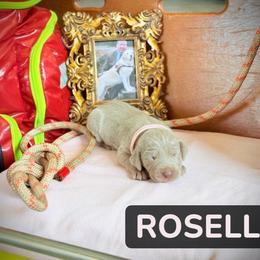 Roselle - Silver gray female Weimaraner puppy in Talking Rock, Georgia from North Georgia Weims
