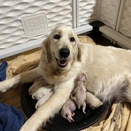First pick - Light golden male Golden Retriever puppy in Monroe, Tennessee from Dale Hollow Goldens