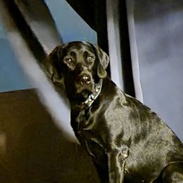 Reigna (Raina) - Labrador Retriever