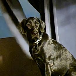 Reigna (Raina) - Labrador Retriever