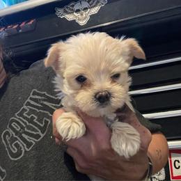 Pierce - White and tan male Morkie puppy in Taylorsville, North Carolina from Mountain Top Hot Tailz